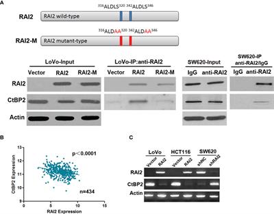 Retinoic Acid-Induced 2 (RAI2) Is a Novel Antagonist of Wnt/β-Catenin Signaling Pathway and Potential Biomarker of Chemosensitivity in Colorectal Cancer